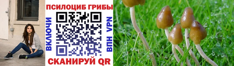 Псилоцибиновые грибы Psilocybe  Кущёвская 