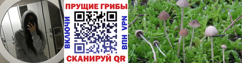 Галлюциногенные грибы Psilocybe Кущёвская